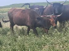 Longhorn /Corriente cow calf pairs for sale - Photo 4