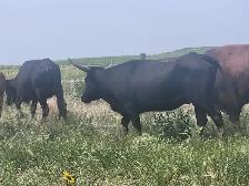 Longhorn /Corriente cow calf pairs for sale - Photo 5