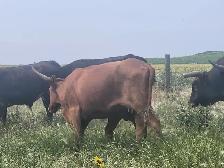 Longhorn /Corriente cow calf pairs for sale - Photo 6