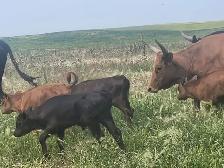 Longhorn /Corriente cow calf pairs for sale - Photo 7