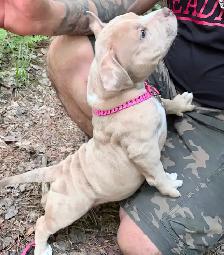 Chiots - Photo 2