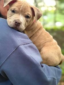 Chiots - Photo 3
