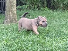 Chiots - Photo 4