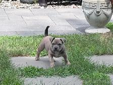 Chiots - Photo 7