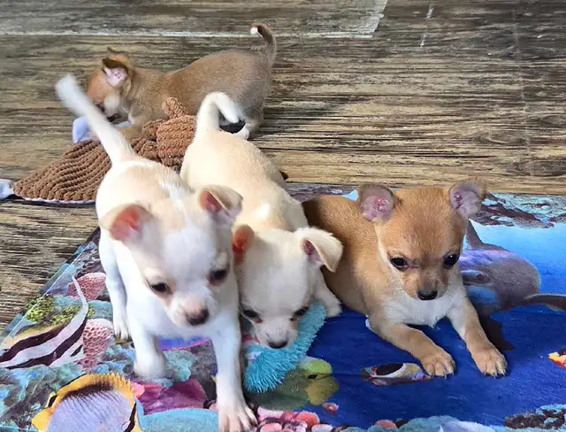 Chihuahua puppies