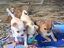 Chihuahua puppies