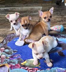 Chihuahua puppies - Photo 3