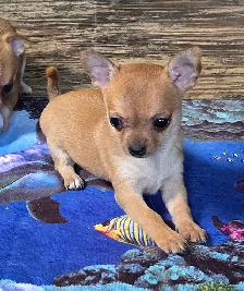 Chihuahua puppies - Photo 4