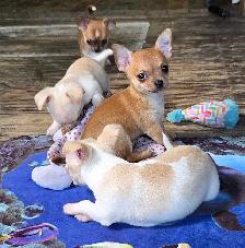 Chihuahua puppies - Photo 8