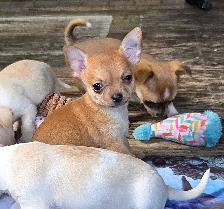 Chihuahua puppies - Photo 10