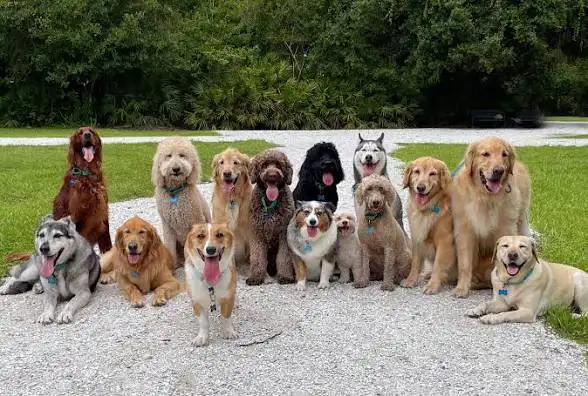 Looking for a job with pets mostly with dogs or reptiles