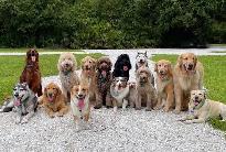 Looking for a job with pets mostly with dogs or reptiles