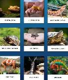 Looking for a job with pets mostly with dogs or reptiles - Photo 2