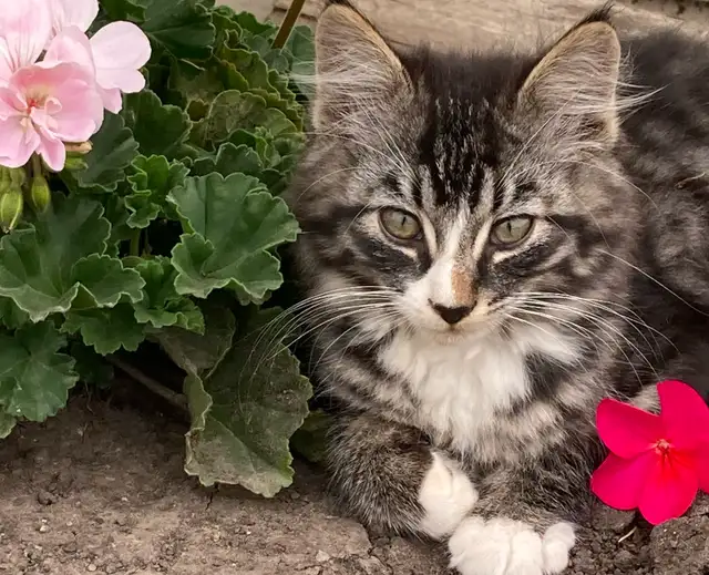 Farm Kittens
