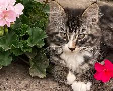 Farm Kittens