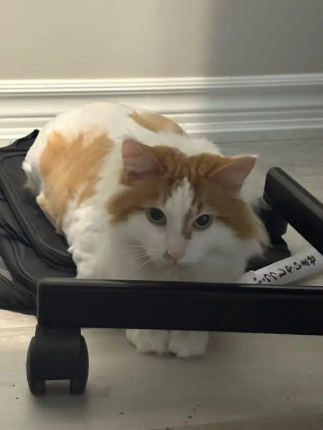 4 Year Old Male