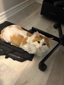 4 Year Old Male - Photo 2