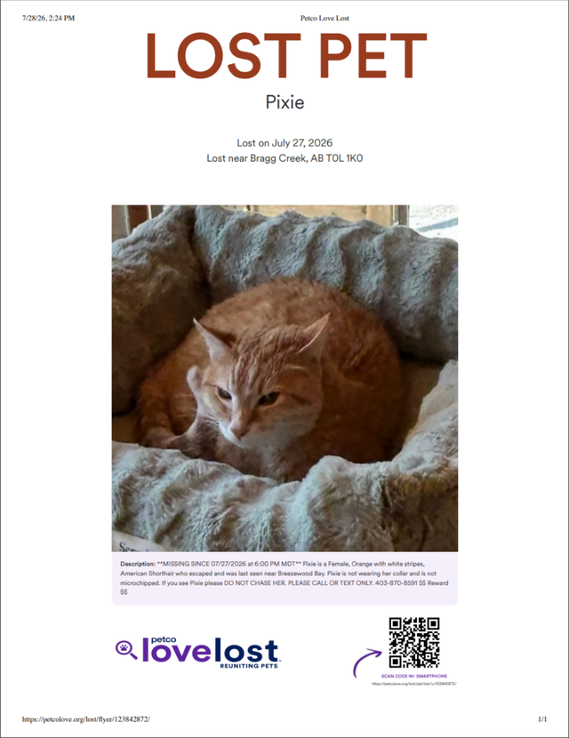 Lost Cat Pixie
