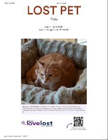 Lost Cat Pixie