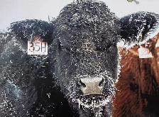 Class 1 Driver for Farm/Feedlot - Photo 6