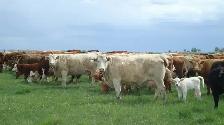 Class 1 Driver for Farm/Feedlot - Photo 8