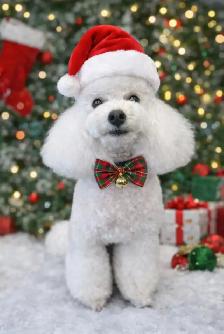 pet grooming SW Edmonton - Photo 2
