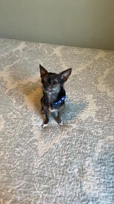 Male purebred chihuahua