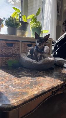 Male purebred chihuahua - Photo 2