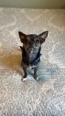 Male purebred chihuahua - Photo 3
