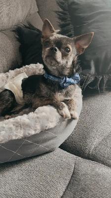 Male purebred chihuahua - Photo 4