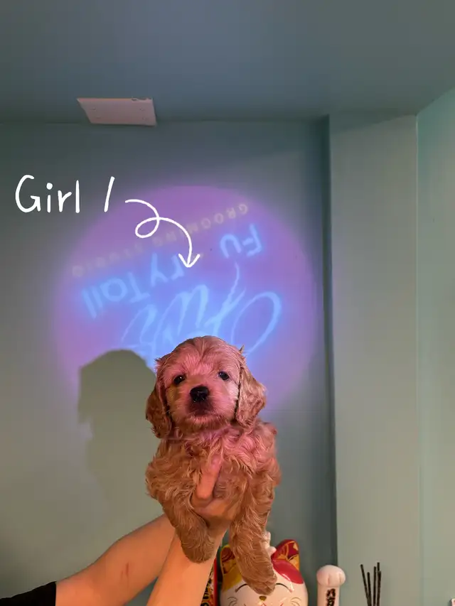 Meet our three adorable Cockapoo puppies（F1）  ready to rehome.