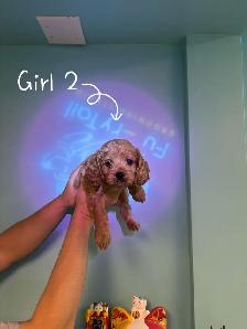 Meet our three adorable Cockapoo puppies（F1）  ready to rehome. - Photo 2