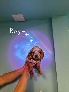 Meet our three adorable Cockapoo puppies（F1）  ready to rehome. - Photo 3