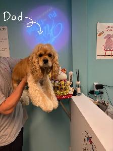 Meet our three adorable Cockapoo puppies（F1）  ready to rehome. - Photo 4