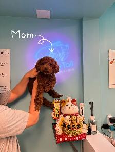 Meet our three adorable Cockapoo puppies（F1）  ready to rehome. - Photo 5