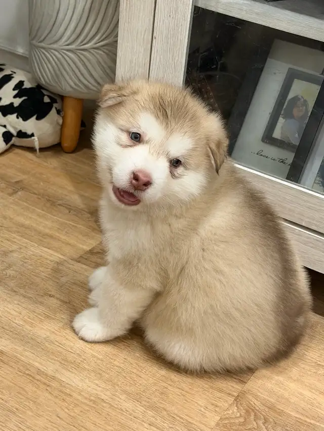 Alaskan Malamute Puppies! (due before October)