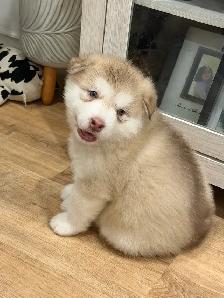 Alaskan Malamute Puppies! (due before October)