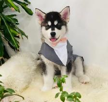 Alaskan Malamute Puppies! (due before October) - Photo 2