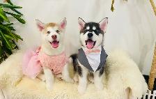Alaskan Malamute Puppies! (due before October) - Photo 3