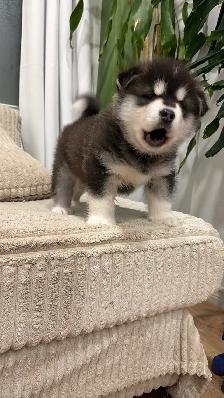 Alaskan Malamute Puppies! (due before October) - Photo 4