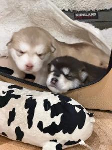 Alaskan Malamute Puppies! (due before October) - Photo 5
