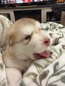 Alaskan Malamute Puppies! (due before October) - Photo 6