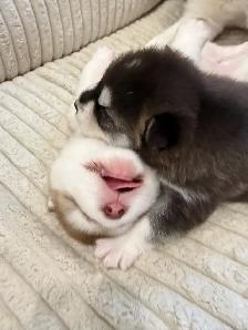 Alaskan Malamute Puppies! (due before October) - Photo 7
