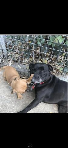 Dog Walking Dartmouth and surrounding area.