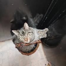 2 fixed male cats need new home - Photo 2