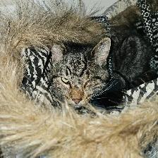 2 fixed male cats need new home - Photo 3