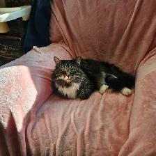 2 fixed male cats need new home - Photo 4