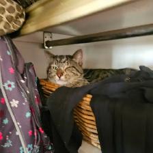 2 fixed male cats need new home - Photo 5