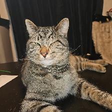 2 fixed male cats need new home - Photo 6