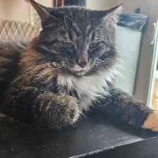 2 fixed male cats need new home - Photo 7